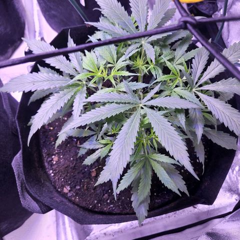 Blueberry cheesecake  growlog timeline photo