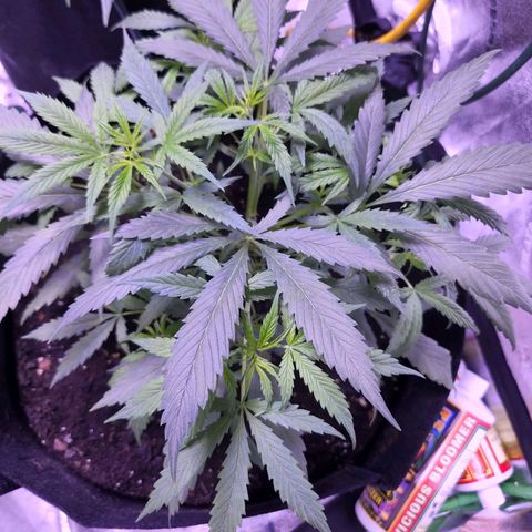Blueberry cheesecake  growlog timeline photo