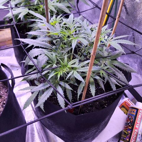 Blueberry cheesecake  growlog timeline photo