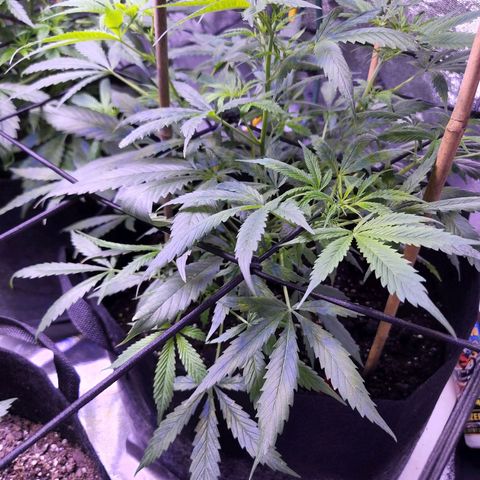 Blueberry cheesecake  growlog timeline photo