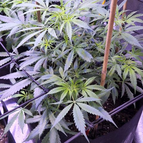Blueberry cheesecake  growlog timeline photo