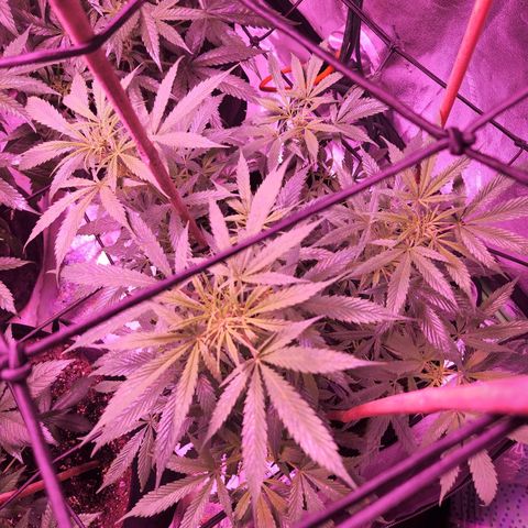 Blueberry cheesecake  growlog timeline photo