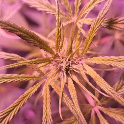 Blueberry cheesecake  growlog timeline photo