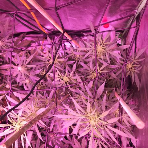 Blueberry cheesecake  growlog timeline photo