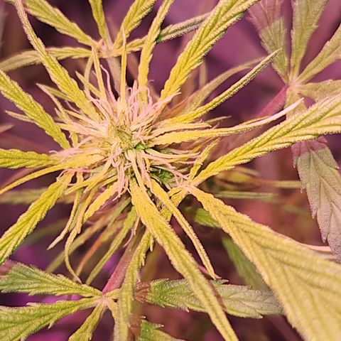 Blueberry cheesecake  growlog timeline photo