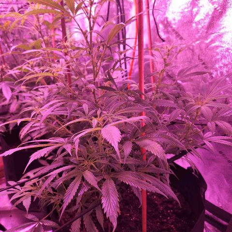Blueberry cheesecake  growlog timeline photo