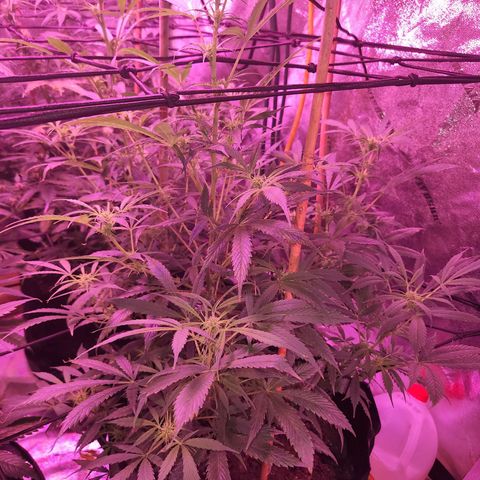 Blueberry cheesecake  growlog timeline photo