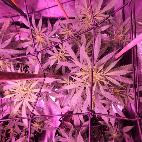 Blueberry cheesecake  growlog timeline photo
