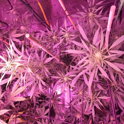 Blueberry cheesecake  growlog timeline photo