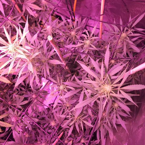 Blueberry cheesecake  growlog timeline photo