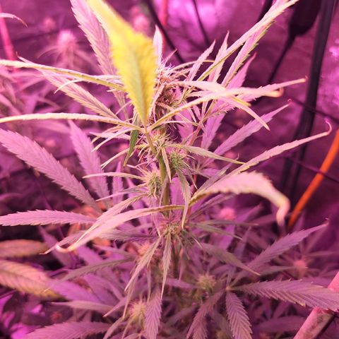 Blueberry cheesecake  growlog timeline photo