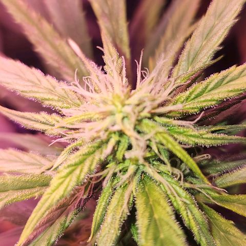 Blueberry cheesecake  growlog timeline photo