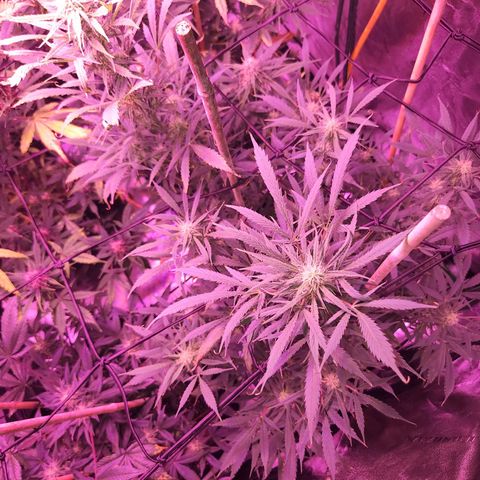 Blueberry cheesecake  growlog timeline photo
