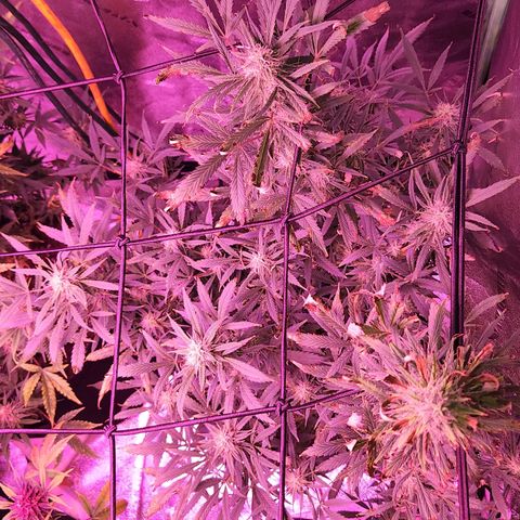 Blueberry cheesecake  growlog timeline photo