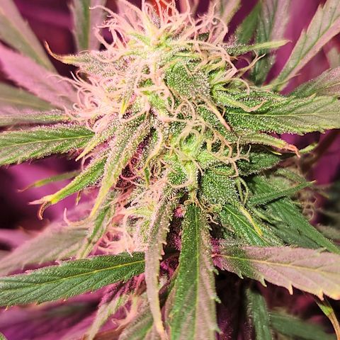 Blueberry cheesecake  growlog timeline photo