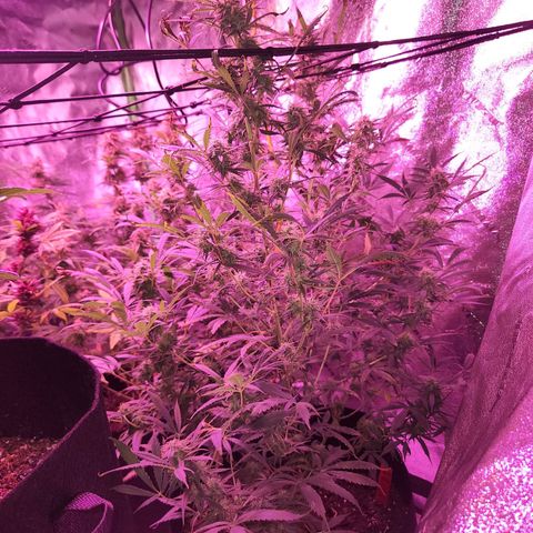Blueberry cheesecake  growlog timeline photo