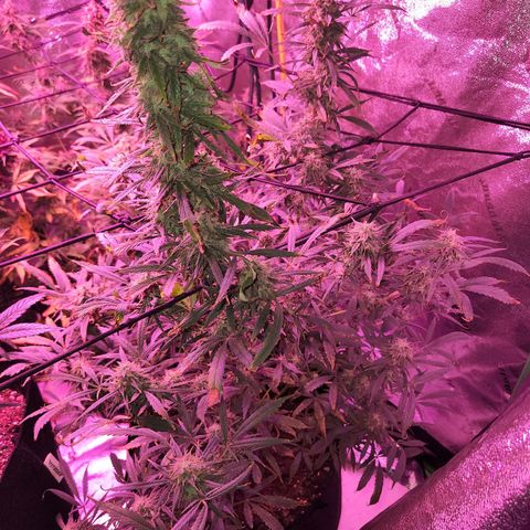 Blueberry cheesecake  growlog timeline photo