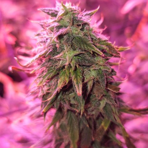 Blueberry cheesecake  growlog timeline photo
