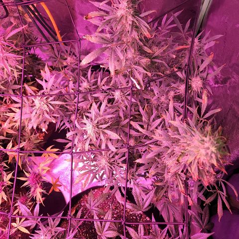 Blueberry cheesecake  growlog timeline photo