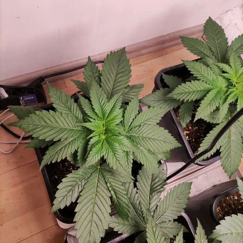 Laughing Buddha #1 growlog timeline photo