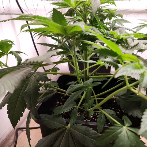 Laughing Buddha #1 growlog photo: Added Scrog Netting at ~40cm above soil