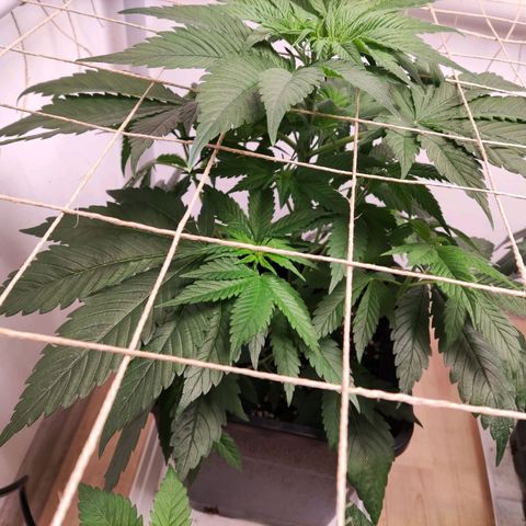 Laughing Buddha #1 growlog photo: Added Scrog Netting at ~40cm above soil