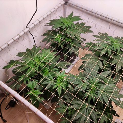 Laughing Buddha #1 growlog photo: Added Scrog Netting at ~40cm above soil