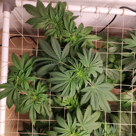 Laughing Buddha #1 growlog timeline photo
