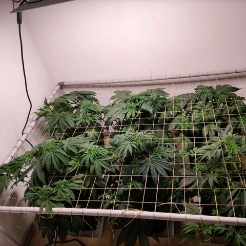 Laughing Buddha #1 growlog timeline photo