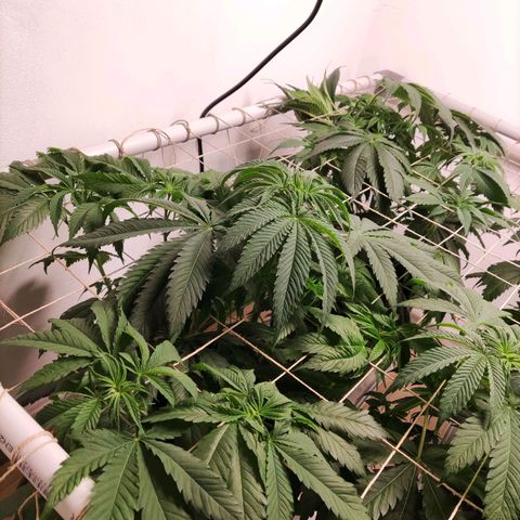 Laughing Buddha #1 growlog timeline photo