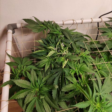 Laughing Buddha #1 growlog timeline photo