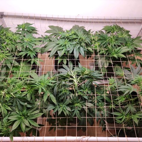 Laughing Buddha #1 growlog timeline photo