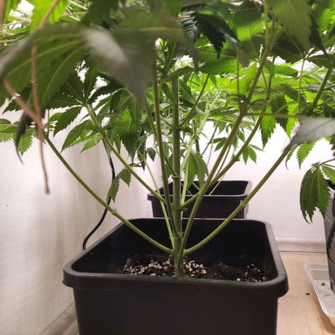 Laughing Buddha #1 growlog timeline photo