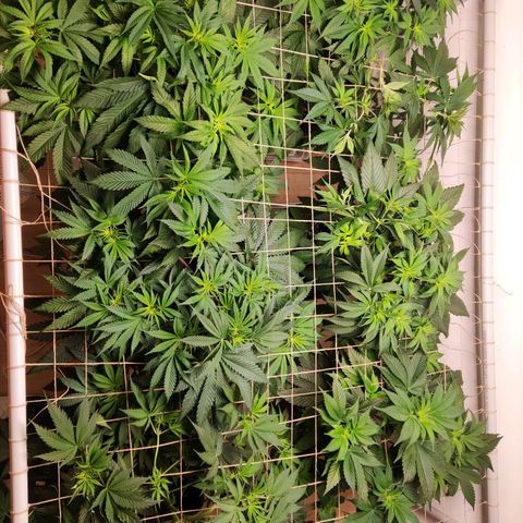 Laughing Buddha #1 growlog timeline photo