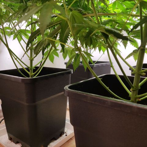 Laughing Buddha #1 growlog timeline photo