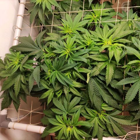 Laughing Buddha #1 growlog timeline photo