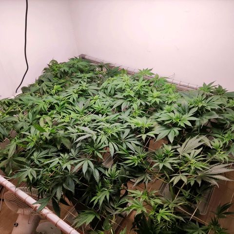 Laughing Buddha #1 growlog timeline photo