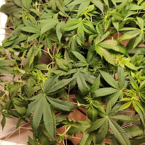 Laughing Buddha #1 growlog timeline photo