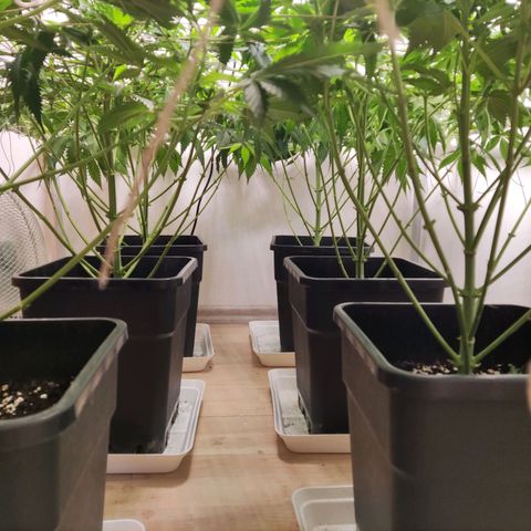 Laughing Buddha #1 growlog timeline photo