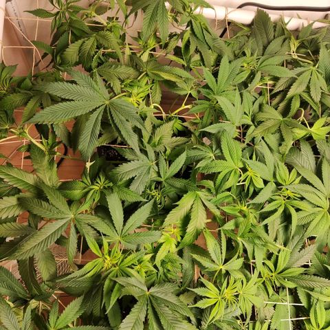 Laughing Buddha #1 growlog timeline photo