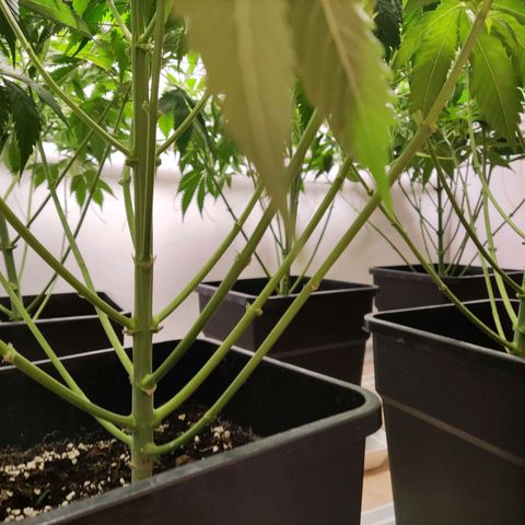 Laughing Buddha #1 growlog timeline photo