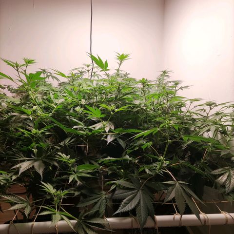 Laughing Buddha #1 growlog timeline photo