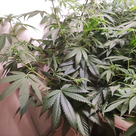 Laughing Buddha #1 growlog timeline photo