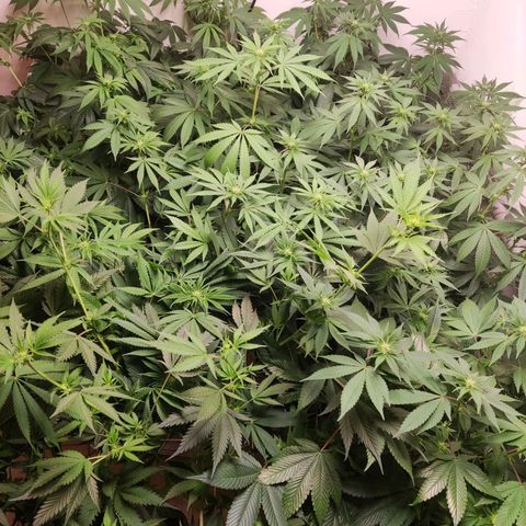 Laughing Buddha #1 growlog timeline photo