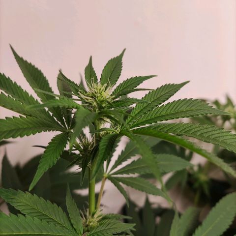Laughing Buddha #1 growlog timeline photo