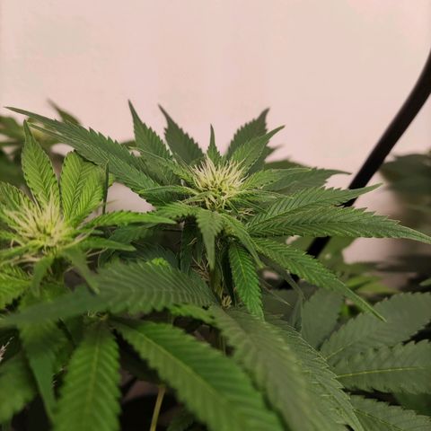 Laughing Buddha #1 growlog timeline photo