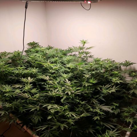 Laughing Buddha #1 growlog timeline photo