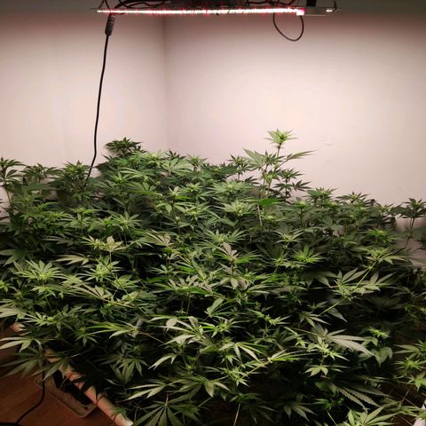 Laughing Buddha #1 growlog timeline photo