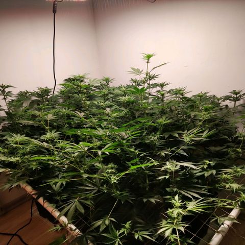 Laughing Buddha #1 growlog timeline photo