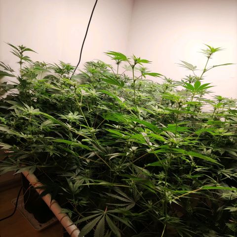 Laughing Buddha #1 growlog timeline photo